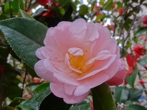 75八重ﾋﾟﾝｸ12.jpg