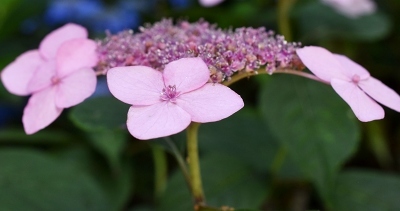 85ﾔﾏｱｼﾞｻｲpink1101.jpg