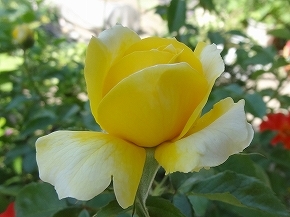 91T-ﾛｰﾄﾚｯｸ13.jpg