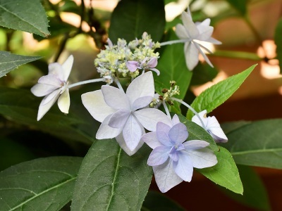 95-16七段花.jpg
