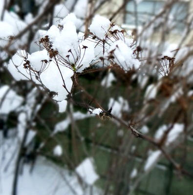 99雪の華.jpg
