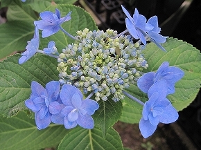 ｽﾐﾀﾞ2011-2.jpg