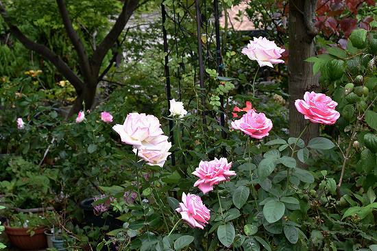 s-11秋薔薇.jpg