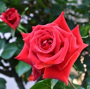 s-22深紅1813.jpg