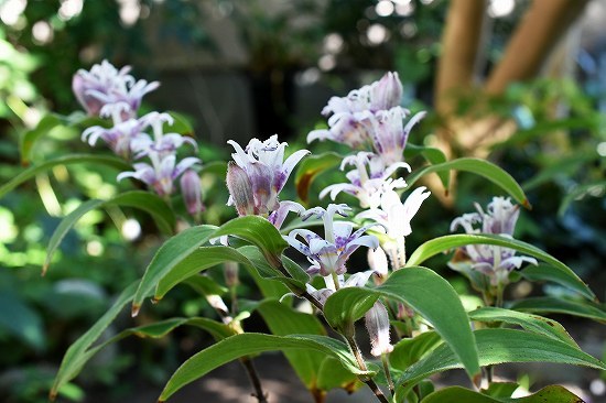s-44紫酔.jpg