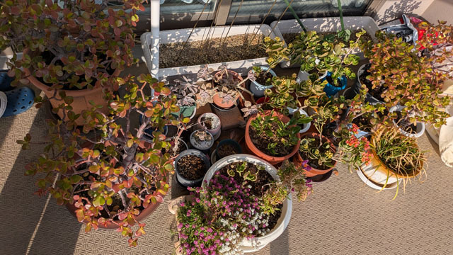 ベランダの植物.jpg