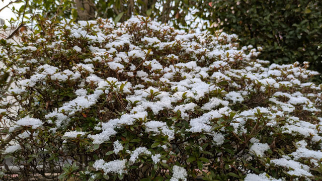 雪 (3).jpg