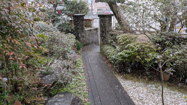 雪 (5).jpg
