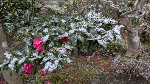 雪 (6).jpg