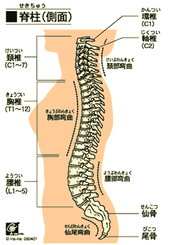 骨格.gif