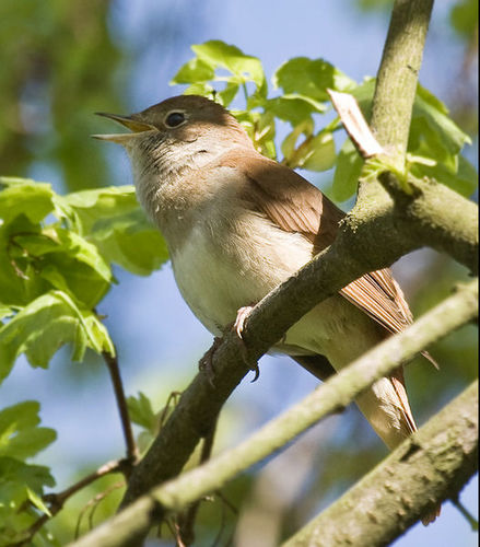 20100628-2 Nightingale.jpg