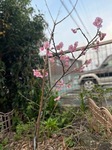 満開近し
