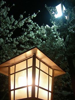 夜桜見物４