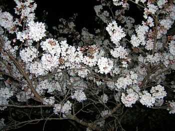 夜桜見物５