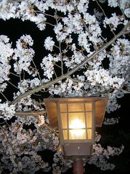 夜桜見物９
