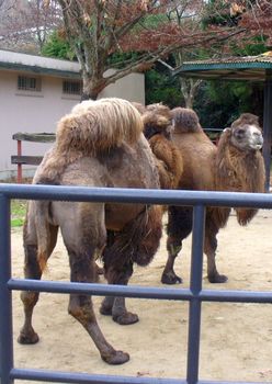 安佐動物園２５