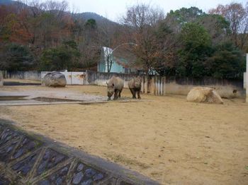 安佐動物園２７