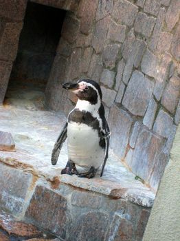 自然動物園１０