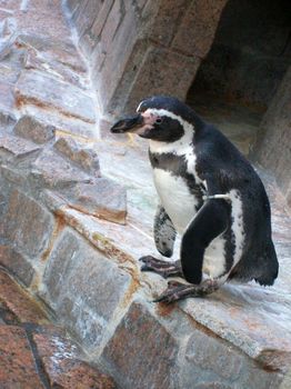 自然動物園１１