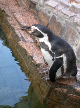 自然動物園１２