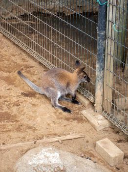 自然動物園１３