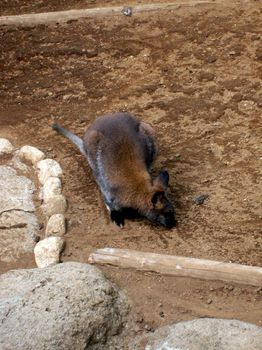 自然動物園１４