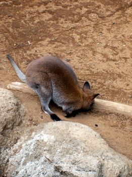 自然動物園１５