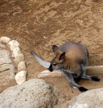 自然動物園１６