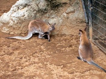 自然動物園１７