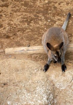 自然動物園１８