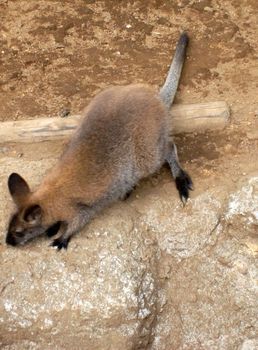 自然動物園１９