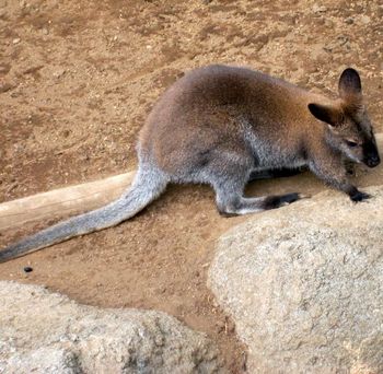 自然動物園２０