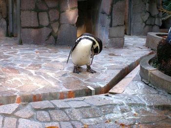 自然動物園４