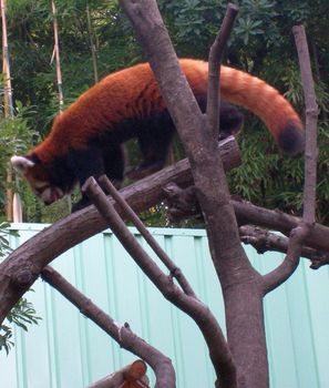 自然動物園４６