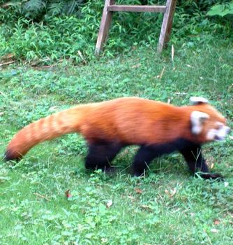 自然動物園４９