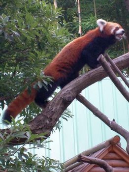 自然動物園５０