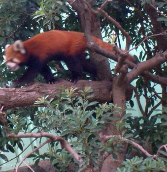 自然動物園５２