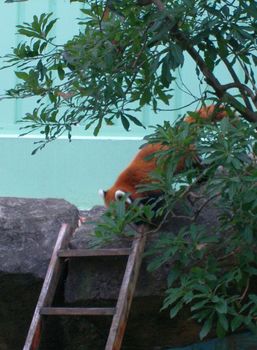 自然動物園５３