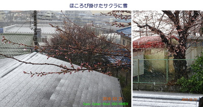 0321花に雪.jpg