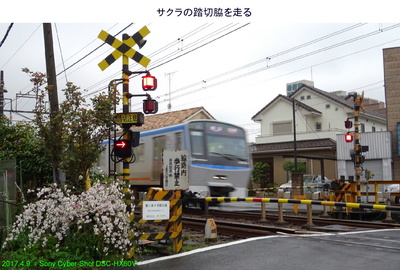 0409サクラと列車.jpg