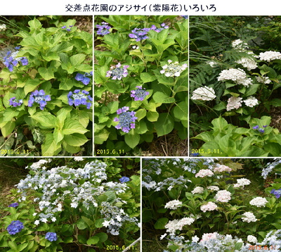 0611交差点の花園2.jpg