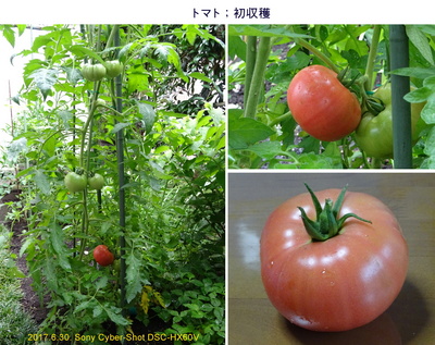 0630トマト初収穫.jpg