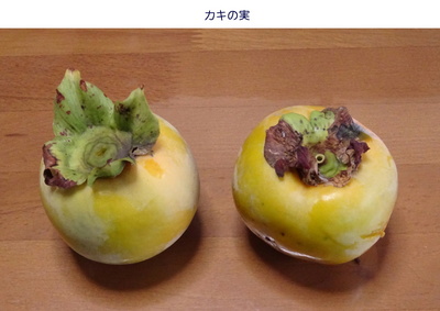 0923柿の実.jpg