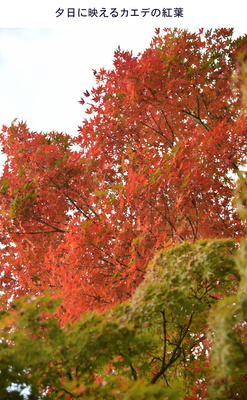 1110東福寺3.jpg