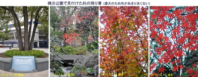 1218横浜公園の秋.jpg