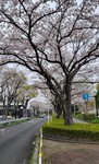 水元公園４年ぶり！！桜満開