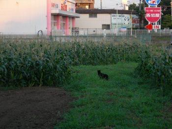 2011-07-14黒猫と西松屋（（フィット６日目）.JPG