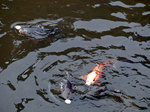 2013-03-26_7353.jpg