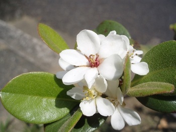 シャリンバイの花.jpg