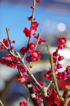 梅の花_春の足音